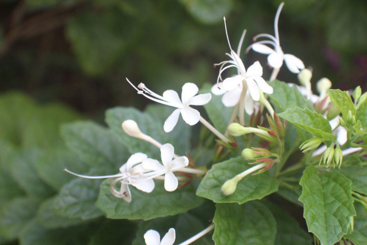 Clerodendrum calamitosum L.